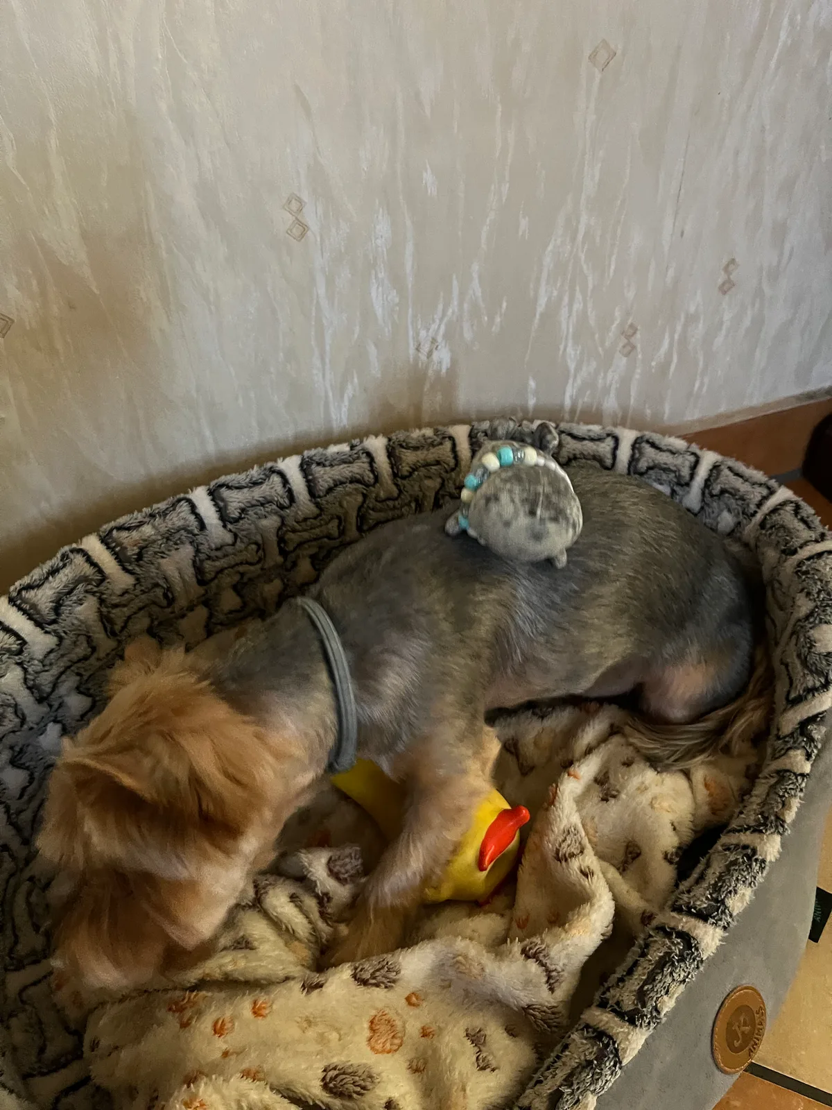 Czarek the honorary seal in his natural habitat